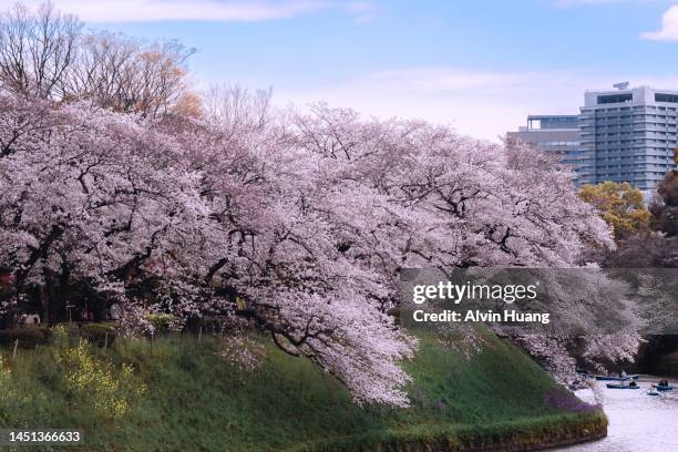 during the cherry blossom season in spring in japan, people paddle on the chidori-ga-fuchi moat to enjoy the cherry blossoms. - cherry blossoms bloom in tokyo stock pictures, royalty-free photos & images