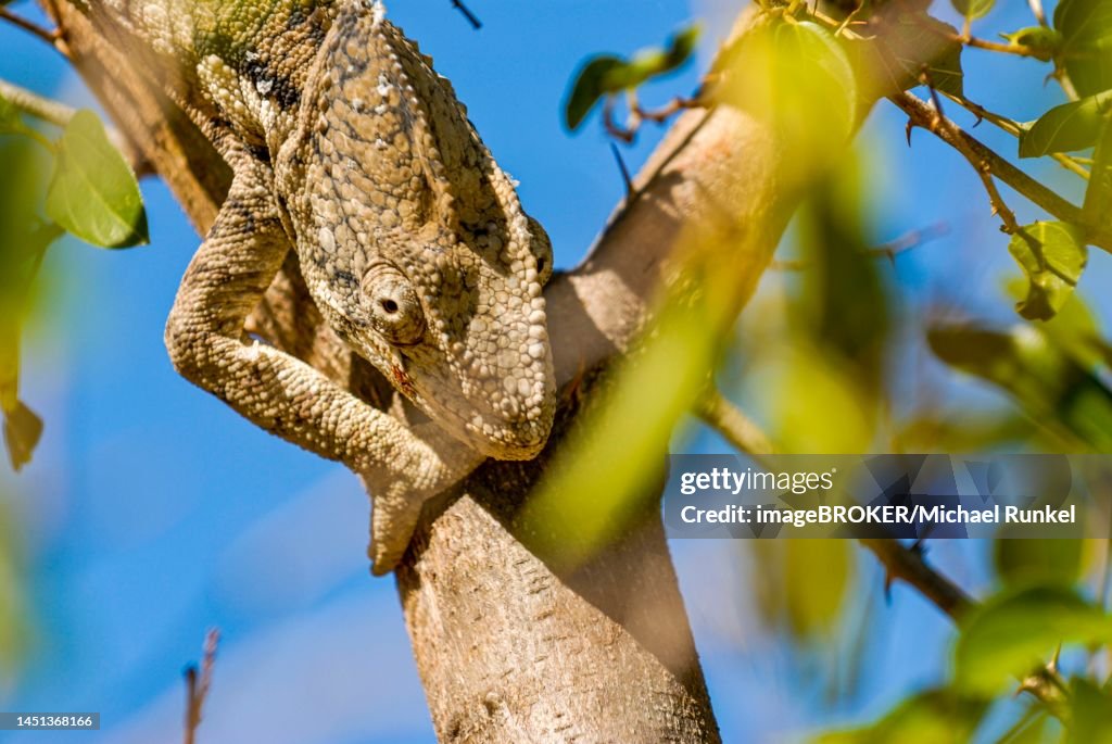 Madagascar giant chameleon (Furcifer verrucosus), Isalo National Park, Madagascar, Indian Ocean