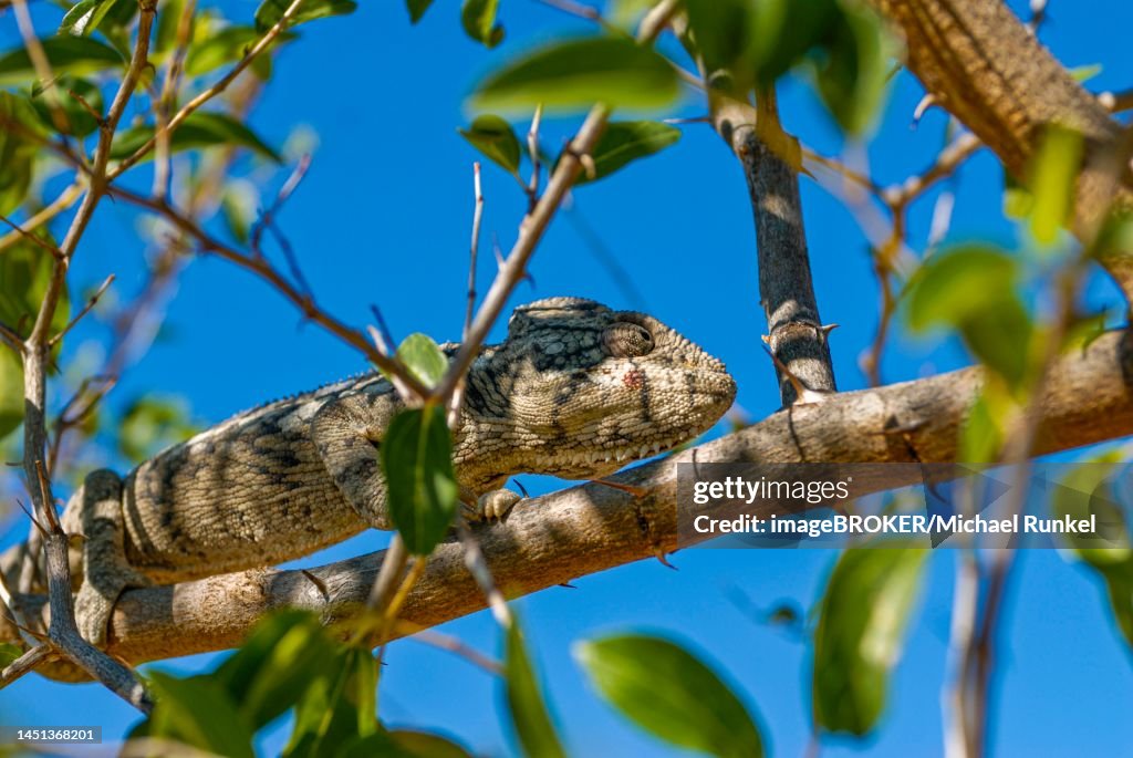 Madagascar giant chameleon (Furcifer verrucosus), Isalo National Park, Madagascar, Indian Ocean