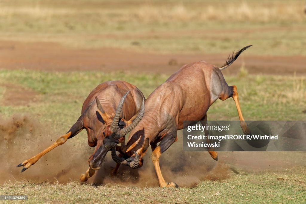 Fight between two Topi lei antelope bulls, Maasai Mara Game Reserve, Kenya