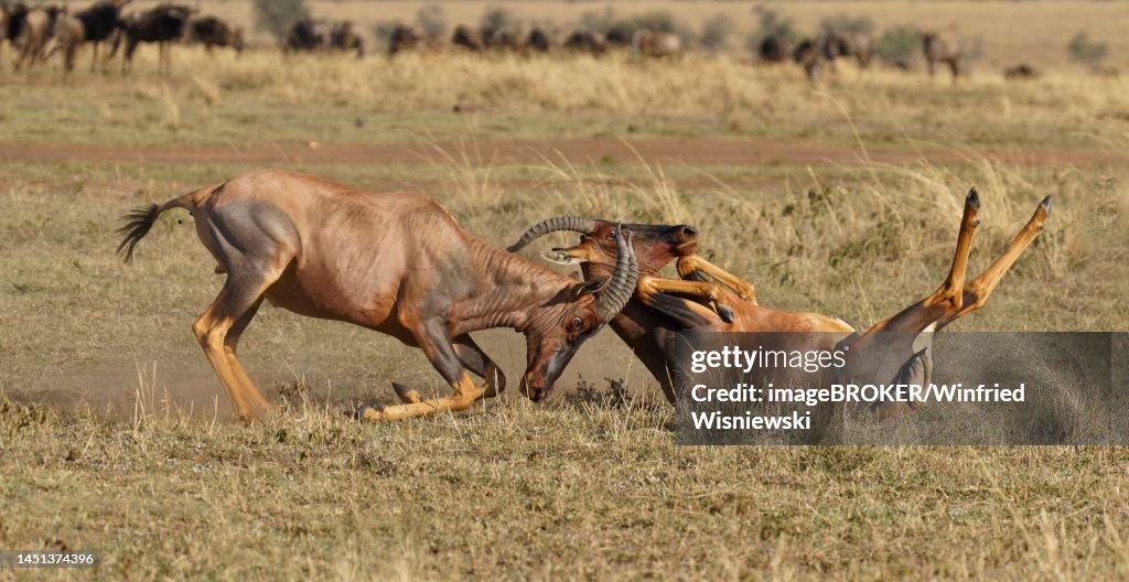 Fight between two Topi lei antelope bulls, Maasai Mara Game Reserve, Kenya