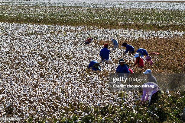 cull cotton - xinjiang-province stock pictures, royalty-free photos & images