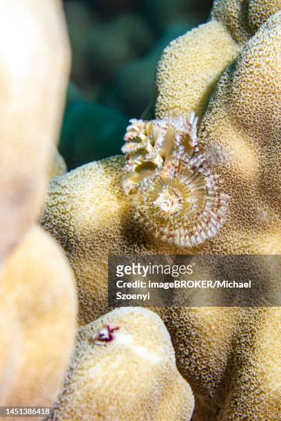 christmas tree worm (spirobranchus giganteus), on stone coral, red sea, dahab, janub sina, egypt - hard coral stock pictures, royalty-free photos & images
