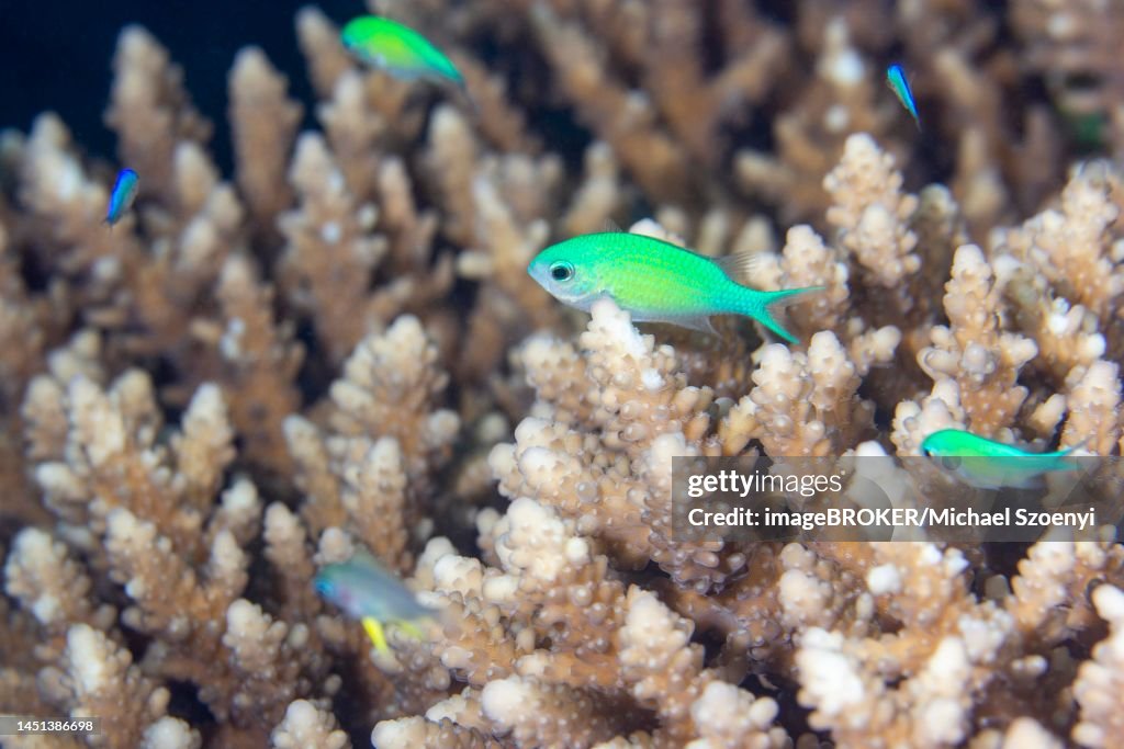 Green chromis (Chromis viridis), Red Sea, Dahab, Janub Sina, Egypt