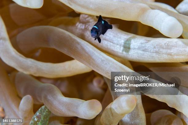 threespot dascyllus (dascyllus trimaculatus), in front of bubble-tip anemone (entacmaea quadricolor), red sea, dahab, janub sina, egypt - dascyllus trimaculatus stock pictures, royalty-free photos & images