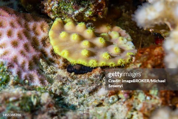 yellow stone coral, red sea, dahab, janub sina, egypt - sunset cup coral stock pictures, royalty-free photos & images