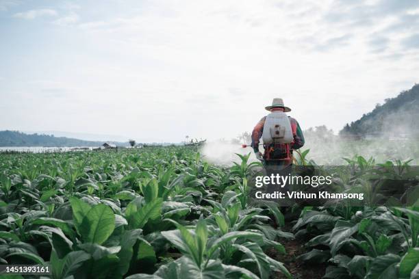 male asian farmer spray fertilizer at tobacco farm - tabaco (planta) fotografías e imágenes de stock