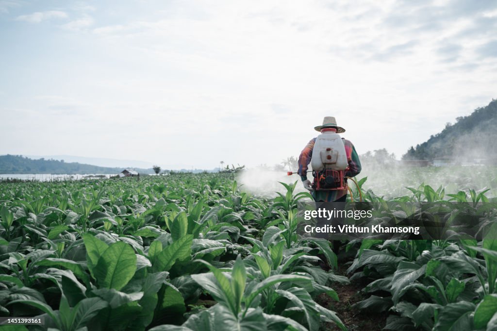 Male asian farmer spray fertilizer at tobacco farm