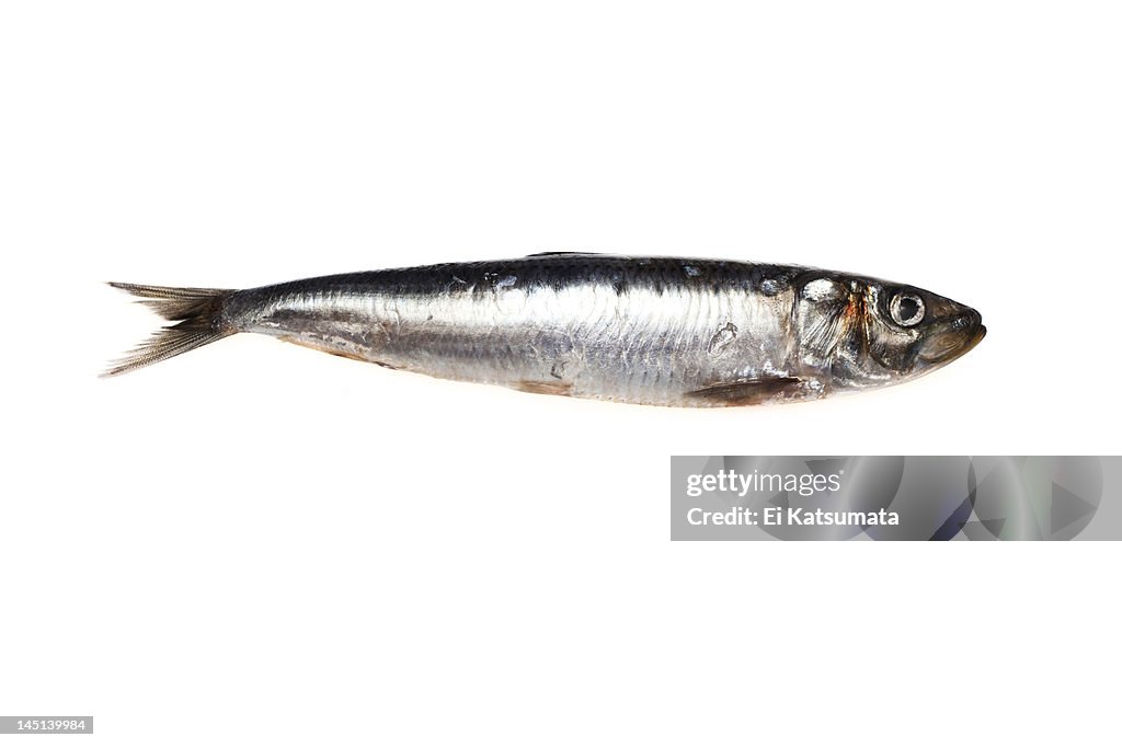 Whole fresh sardine