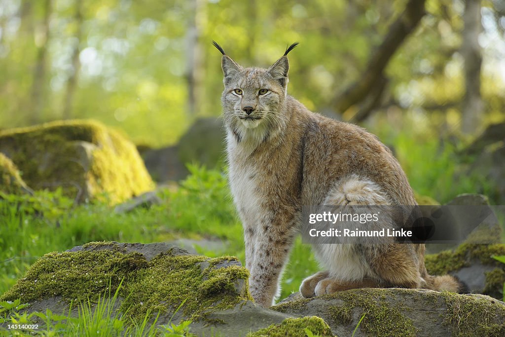 Lynx in Forest