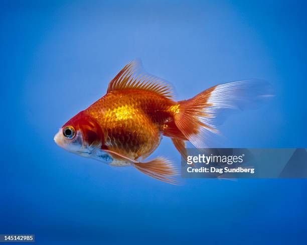 goldfish, carassius auratus - guldfisk bildbanksfoton och bilder