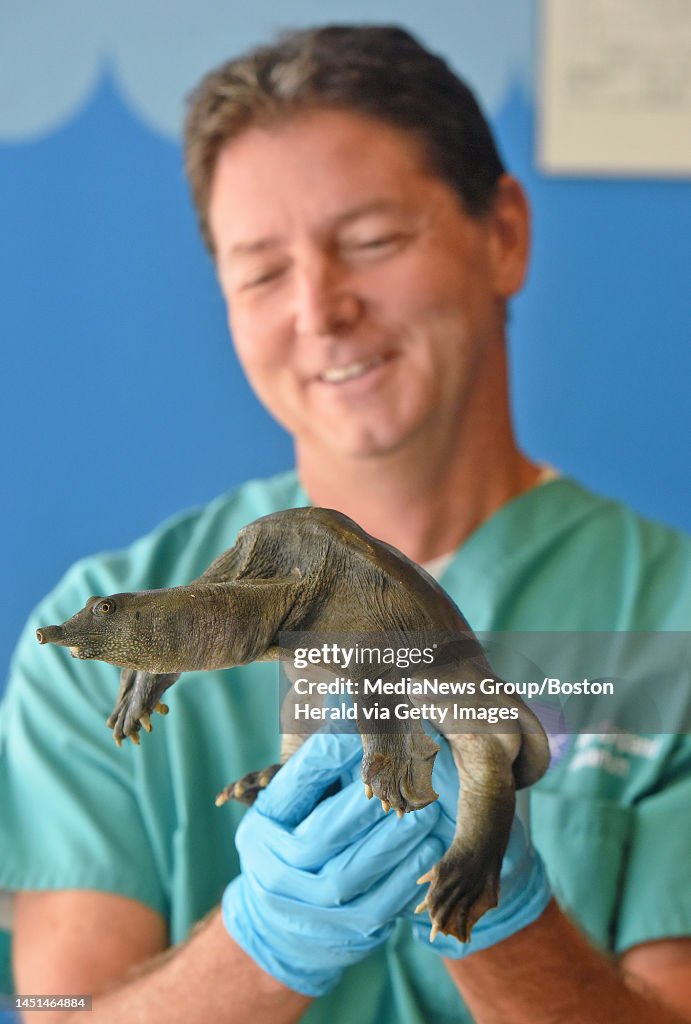 (Boston,MA 09/12/15) Dr. Charles Innis , turtle expert and Aquarium head veterinarian displays a Chinese soft-shelled turtle on Saturday, September 12, 2015 at the New England Aquarium. The turtle was found in quincy earlier this week. Staff photo