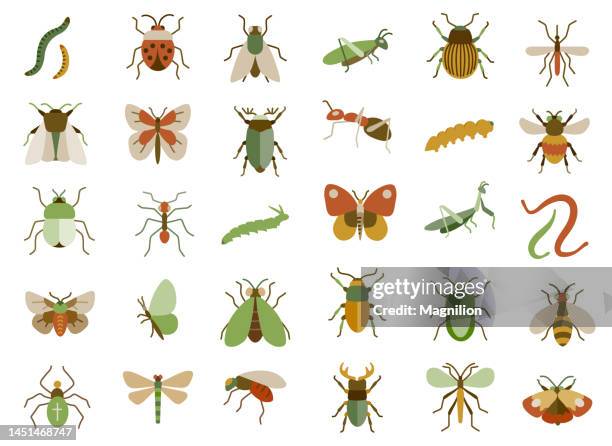 ilustraciones, imágenes clip art, dibujos animados e iconos de stock de conjunto de iconos planos de insectos - mariquita