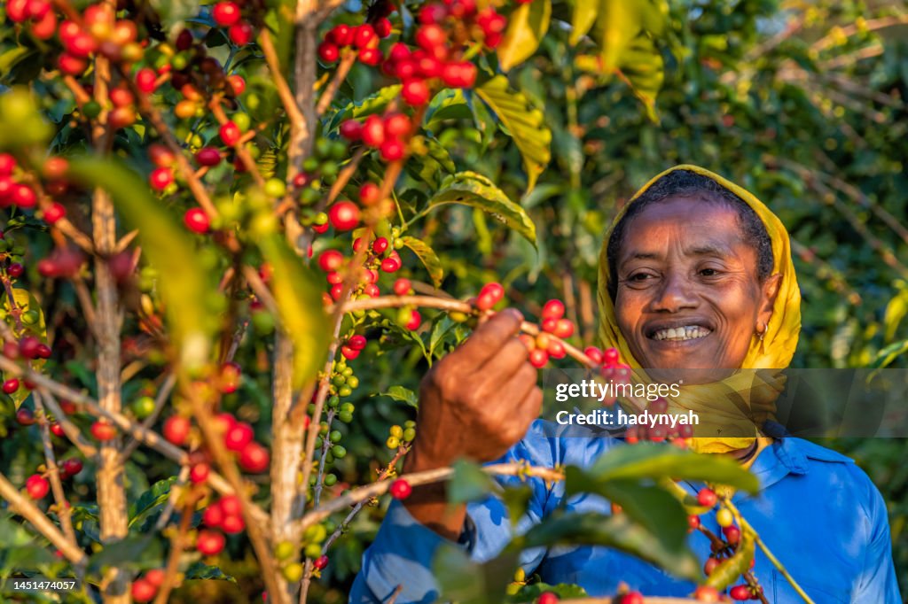 Donna africana che raccoglie ciliegie di caffè, Africa orientale