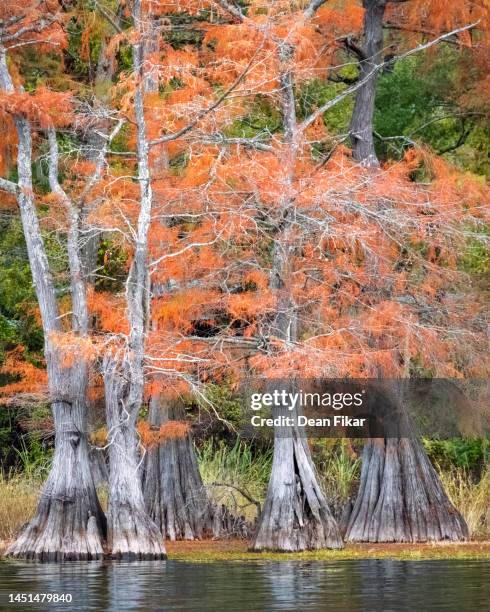 colorful fall foliage in an east texas swamp - bald cypress tree fotografías e imágenes de stock