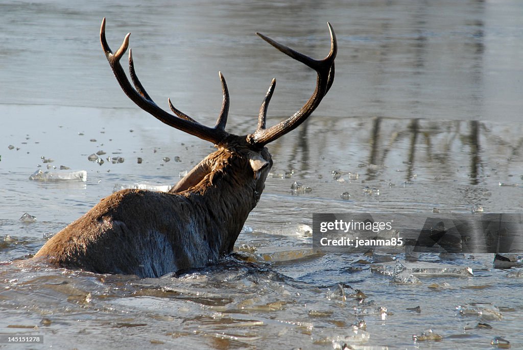Stag in the water