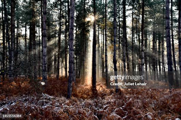 the light spectre in the woods. - king's lynn stock pictures, royalty-free photos & images