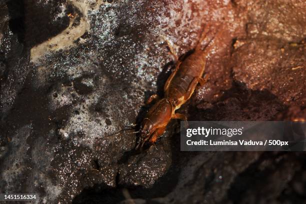 agricultural pests on the soil of the european mole cricket selective focus,arad,romania - mole cricket stock pictures, royalty-free photos & images