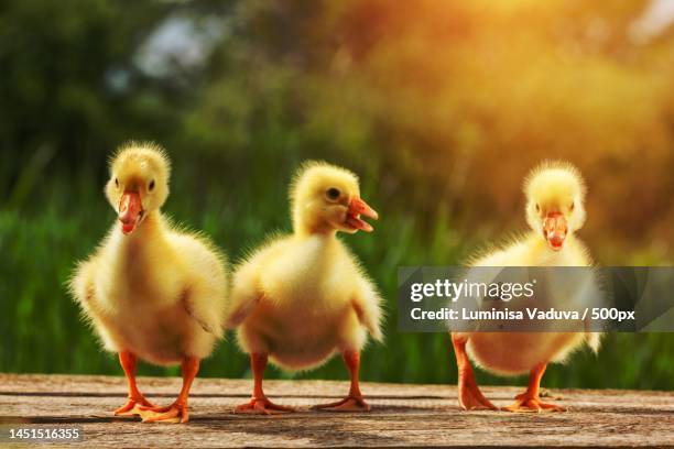 yellow little duck geese on natural green background,arad,romania - duckling foto e immagini stock