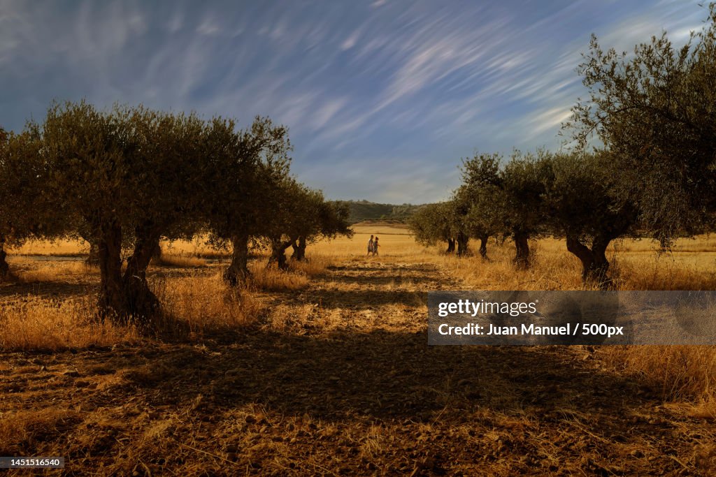 Trees on field against sky