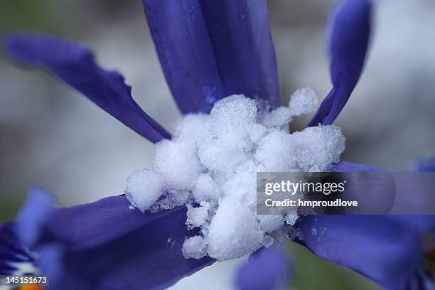 hail stones in blue iris - iris reticulata stock pictures, royalty-free photos & images