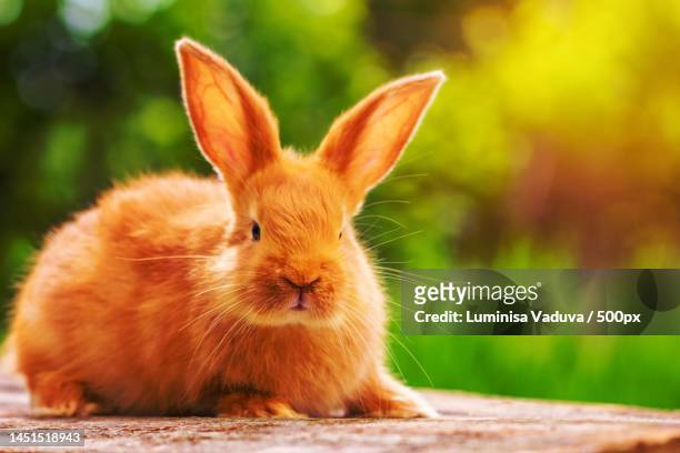 beautiful red rabbit on natural green background,arad,romania - animal ear stock pictures, royalty-free photos & images
