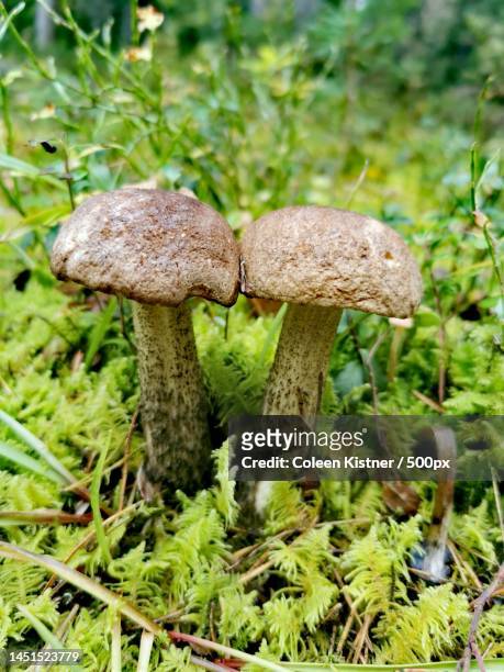 close-up of mushrooms growing on field,latvia - micrococcus stock-fotos und bilder