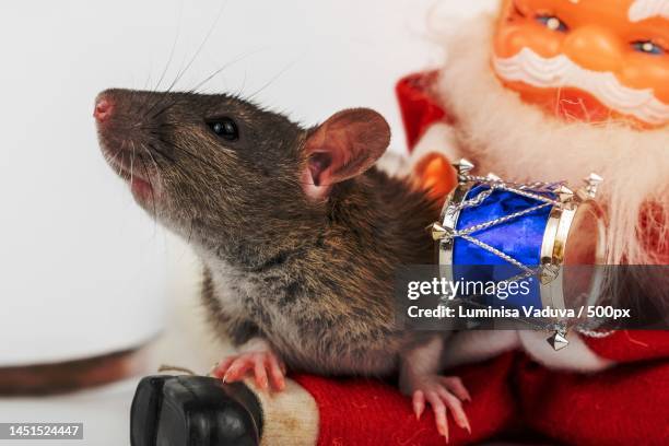 gray cute rat on white background with santa claus insulator,arad,romania - insulator stock pictures, royalty-free photos & images