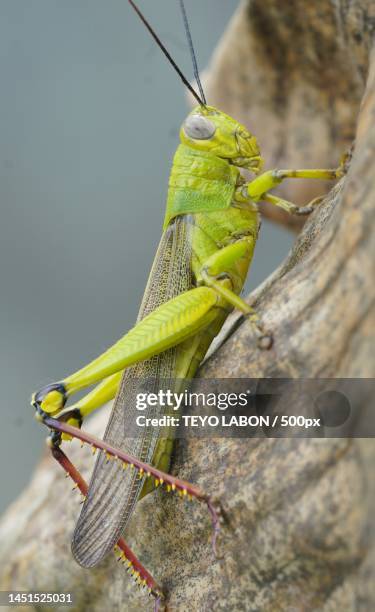 close-up of grasshopper on branch - cricket insect photos stock pictures, royalty-free photos & images