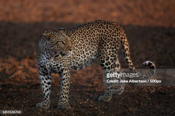 portrait of cheetah walking on field,pont drift,botswana - african leopard stock pictures, royalty-free photos & images