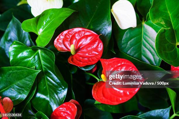 anthurium is red heart-shaped flower dark green leaves as background highlight,arad,romania - flamingo lily stock pictures, royalty-free photos & images