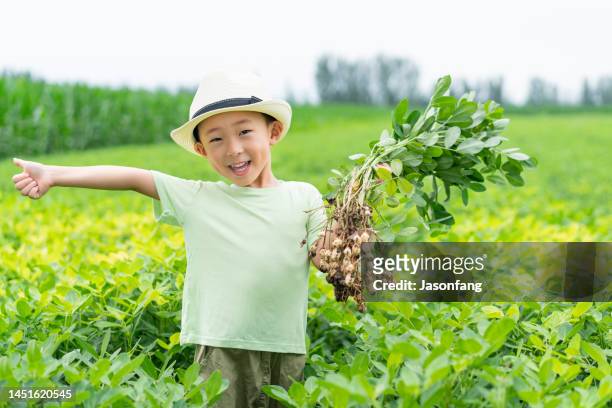a chinese baby - peanut crop stock pictures, royalty-free photos & images