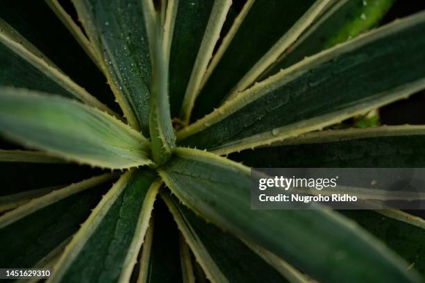 variegated sansevieira leaves pattern - sansevieria stock pictures, royalty-free photos & images