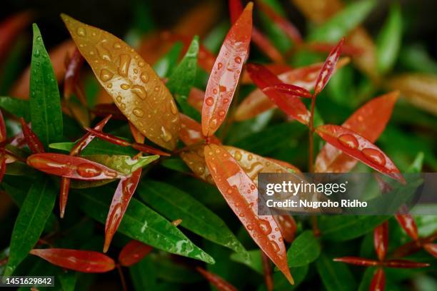 red shoot syzygium leaves - water apples stock pictures, royalty-free photos & images