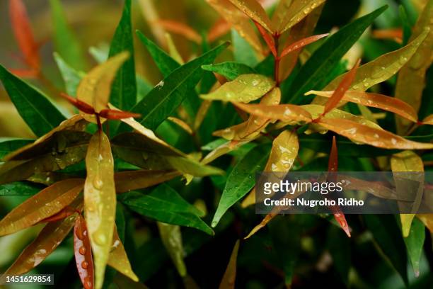 red syzygium leaves - water apples stock pictures, royalty-free photos & images