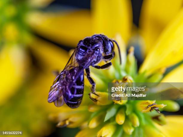 small carpenter bee - honey bee and flower stock pictures, royalty-free photos & images
