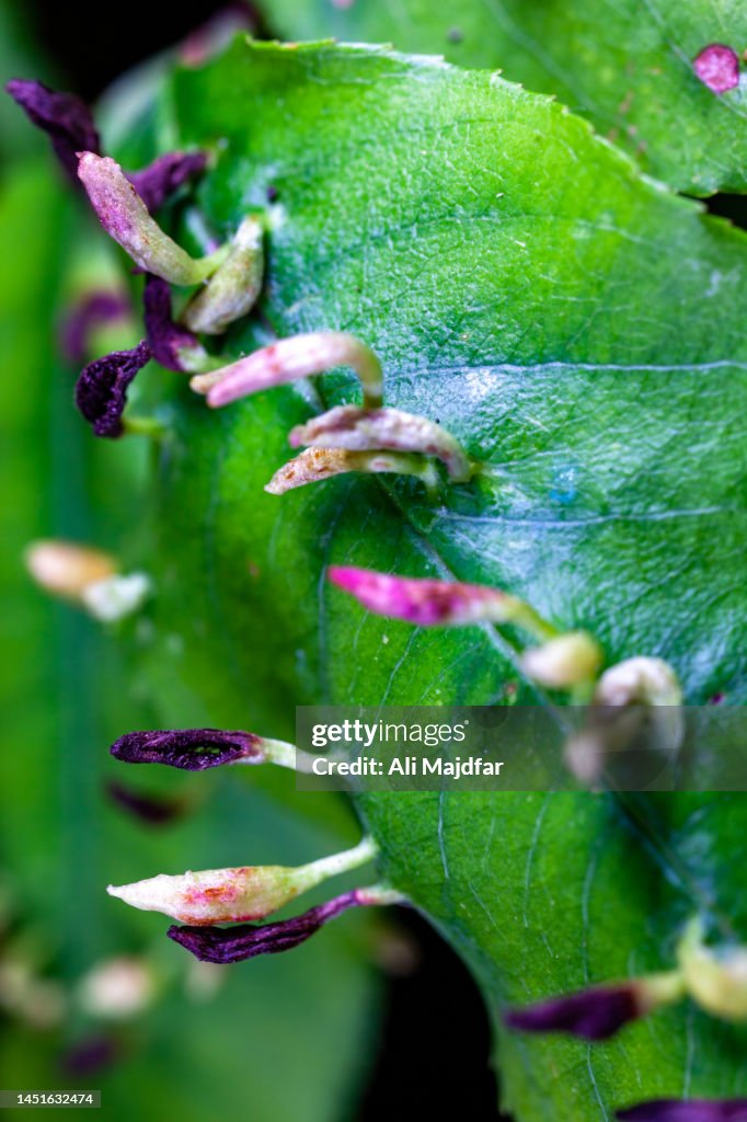 Nail Gall