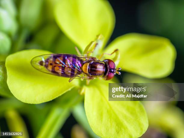 hoverfly - bee stock illustrations stock pictures, royalty-free photos & images