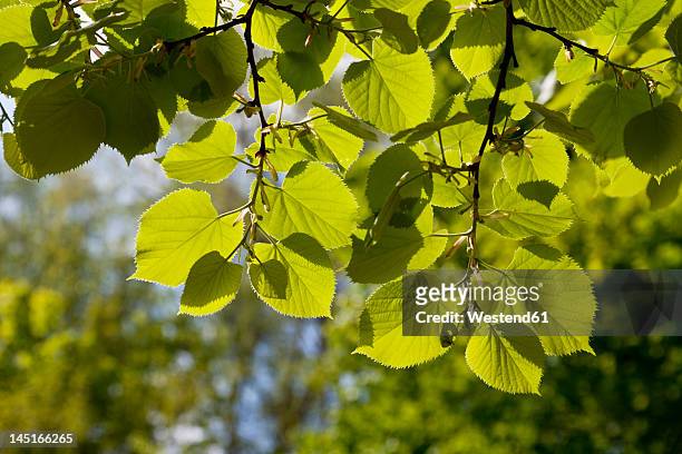 europe, germany, north rhine westphalia, view of lime leaf twig - tila fotografías e imágenes de stock