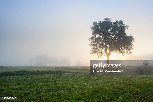 germany, nennig, view of mowed field at sunrise - trees horizon stock pictures, royalty-free photos & images