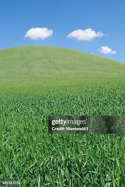 europe, spain, andalusia, view of hilly green wheat field - green wheat field stock pictures, royalty-free photos & images