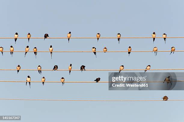 germany, unteruhldingen, flock of barn swallows on power lines - djurflock bildbanksfoton och bilder