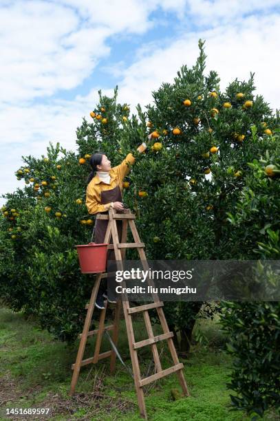 female farmer picking ripe oranges - picking fruit tree stock pictures, royalty-free photos & images