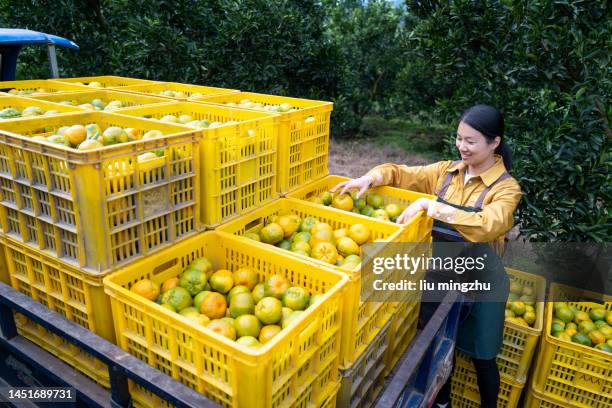 Oranges Stacking Photos and Premium High Res Pictures - Getty Images