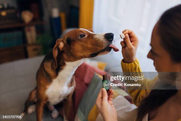 il proprietario di un cane dà il suo olio di cannabis per animali domestici usando una pipetta - medical cannabis foto e immagini stock