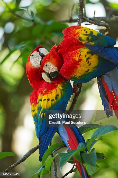 scarlet macaws, costa rica - macaw stock pictures, royalty-free photos & images