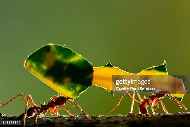 leafcutter ants, costa rica - ant carrying stock pictures, royalty-free photos & images