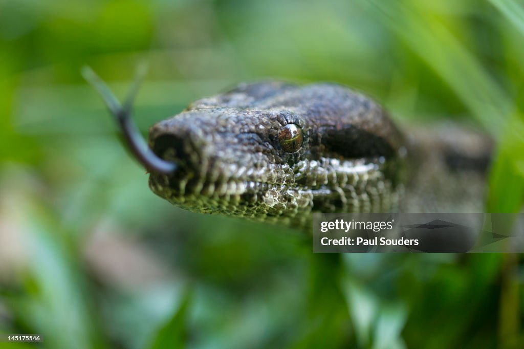 Boa Constrictor Snake, Costa Rica