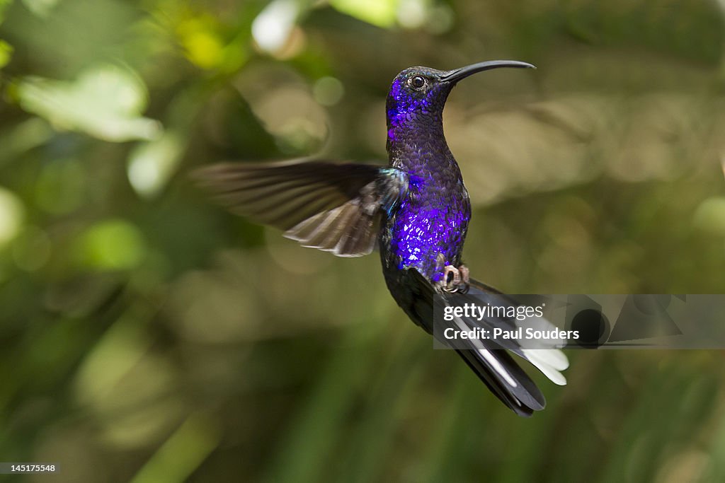 Violet Sabrewing Hummingbird, Costa Rica