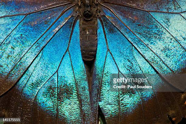blue morpho butterfly, costa rica - detalle de primer plano fotografías e imágenes de stock